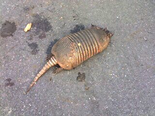 [Looking from the tail end of an armadillo lying on the road. Its head is mostly under its large shell and not very visible. There is blood on the ground around the animal.]